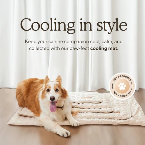 ⏳🔥NUR FÜR BEGRENZTE ZEIT: 50 % RABATT! 🐶 Kühlmatte für Hunde – 4-mal effektivere Kühlung für heiße Sommertage ❄️✨